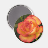 Oranje Roos Magneet (Voorkant / Achterkant)