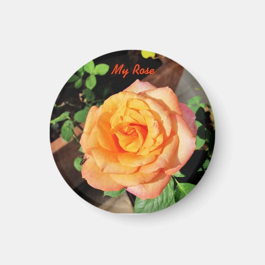 Oranje Roos Magnet (Voorkant)