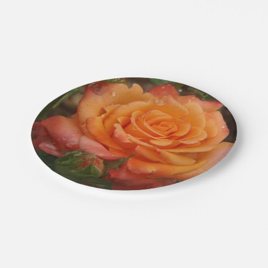 Oranje Roos Papier Bord (Gekanteld)