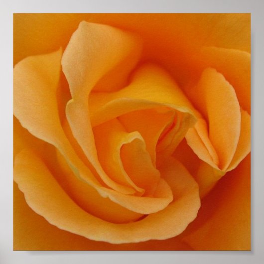 Oranje Roos Poster (Voorkant)