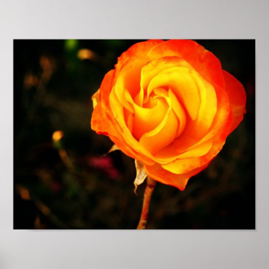 Oranje roos poster (Voorkant)