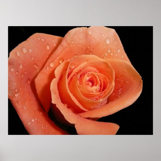 Oranje Roos Poster (Voorkant)