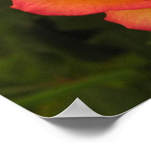 Oranje Roos Poster (Hoek)