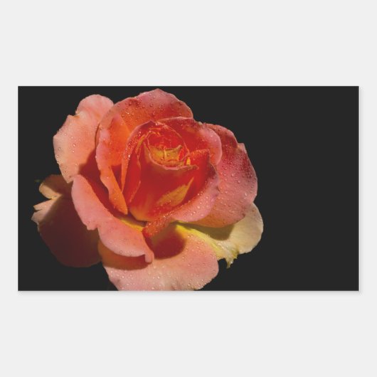 Oranje Roos Rechthoekige Sticker (Voorkant)