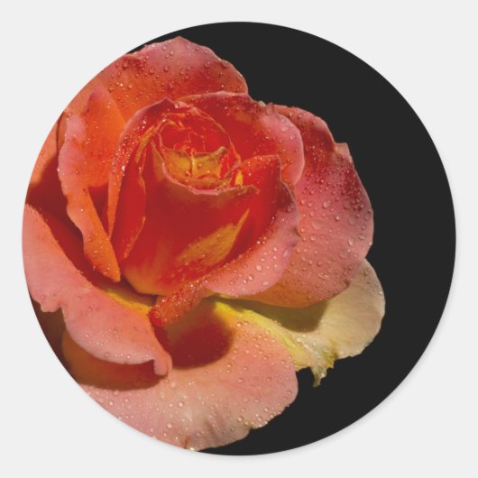 Oranje Roos Ronde Sticker (Voorkant)
