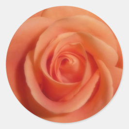 Oranje Roos Ronde Sticker