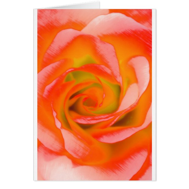 Oranje Roos Sluiten (Voorkant)