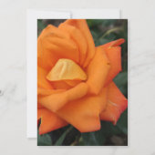Oranje roos, uitnodiging voor bloemkool (Achterkant)