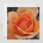 Oranje Roos van Quinceanera Birthday Kaart (Achterkant)