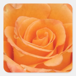 Oranje Roos Vierkante Sticker