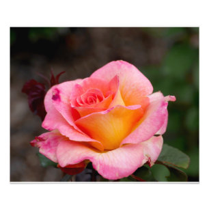 Oranje Roze Roze Foto Afdruk