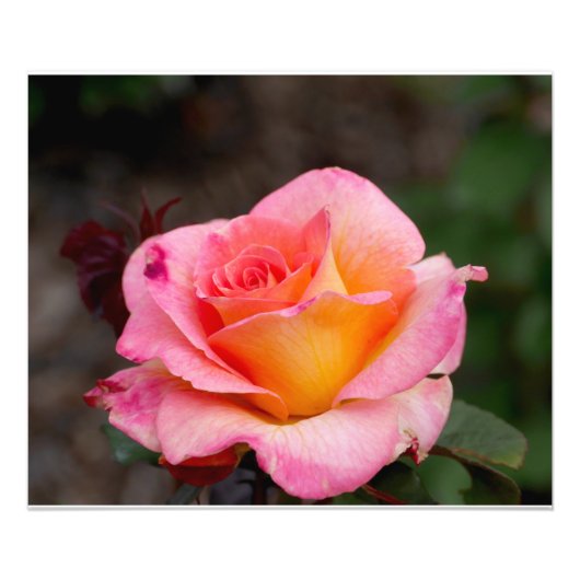 Oranje Roze Roze Foto Afdruk (Voorkant)
