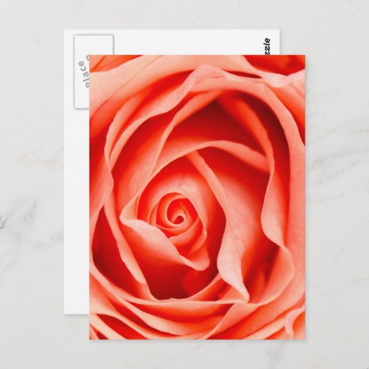 Oranje rozen bloem briefkaart (Voorkant / Achterkant)