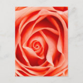 Oranje rozen bloem briefkaart (Voorkant)