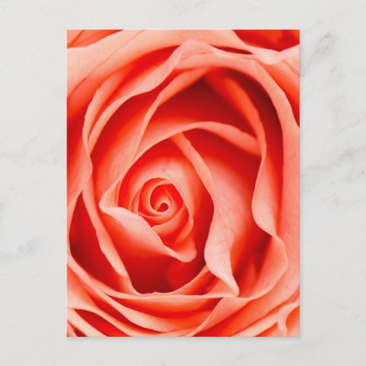 Oranje rozen bloem briefkaart (Voorkant)