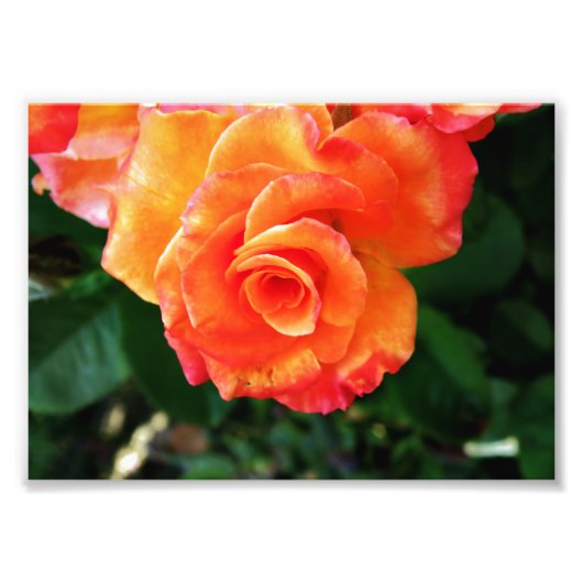 Oranje rozen bloem foto afdruk (Voorkant)