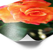 Oranje rozen bloem foto afdruk (Hoek)