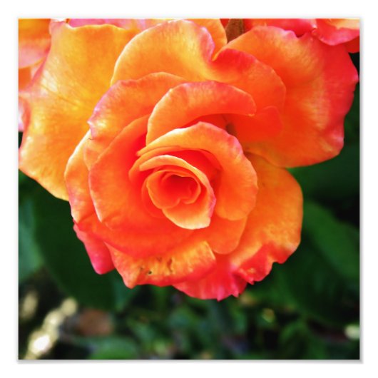 Oranje rozen bloem foto afdruk (Voorkant)