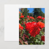 Oranje Rozen, Blue Sky Notitiekaartje (Voorkant / Achterkant)