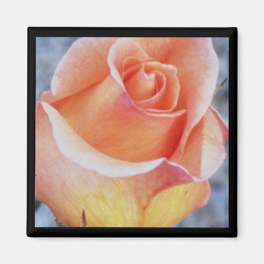 oranje rozen magneet (Voorkant)