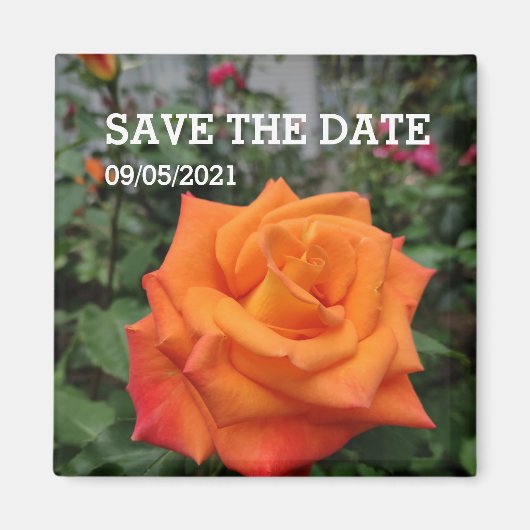 Oranje rozen magneten (Voorkant)