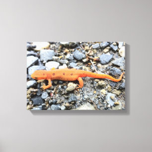 Oranje Salamander Canvas Afdruk