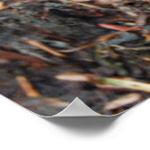 Oranje Salamander Poster (Hoek)