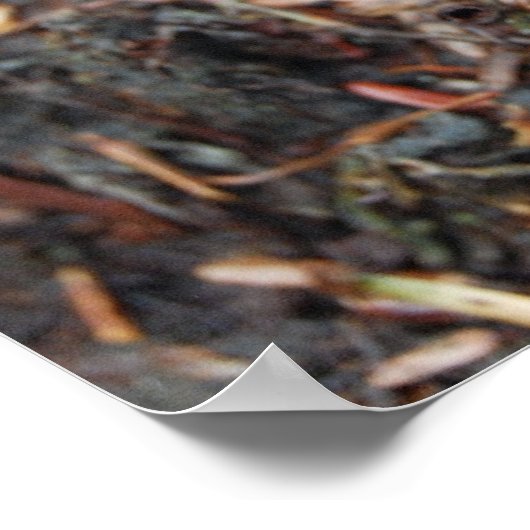 Oranje Salamander Poster (Hoek)