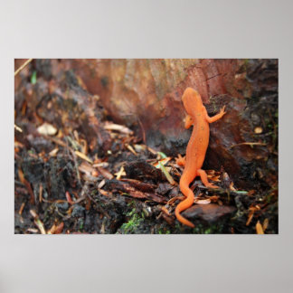 Oranje Salamander Poster