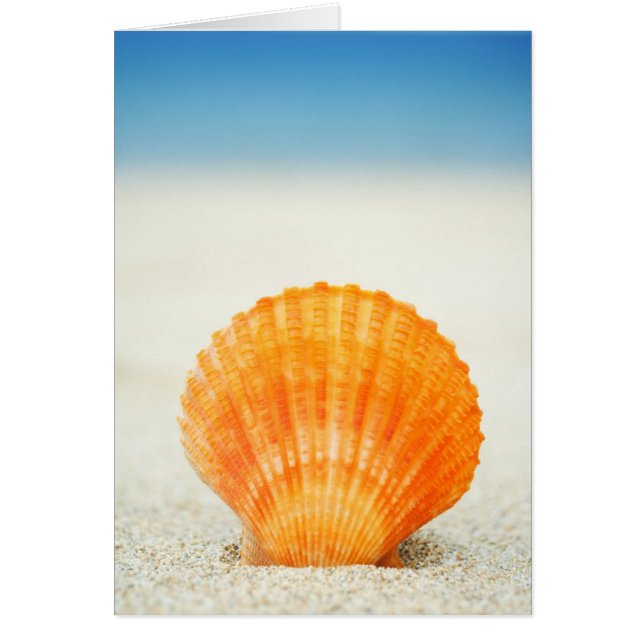 Oranje schelp rechtop in zand (Voorkant)