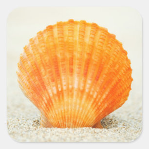 Oranje schelp rechtop in zand vierkante sticker