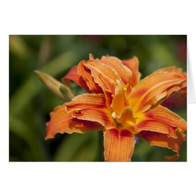 Oranje schittering (Voorkant Horizontaal)