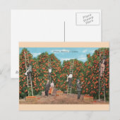  Oranje schoppen in het Briefkaart van Florida (Voorkant / Achterkant)