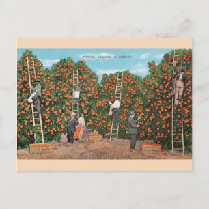  Oranje schoppen in het Briefkaart van Florida