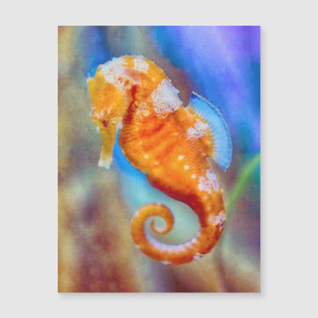 Oranje Seahorse delight (Voorkant)