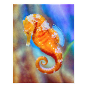 Oranje Seahorse delight Foto Afdruk