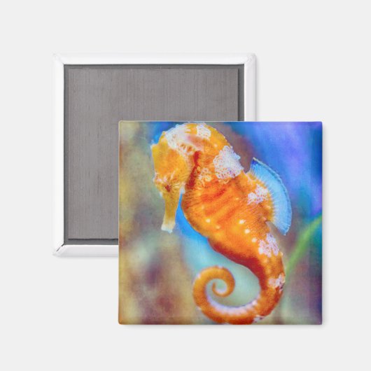 Oranje Seahorse delight Magneet (Voorkant / Achterkant)