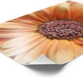Oranje Sherbet Daisy Foto Afdruk (Hoek)