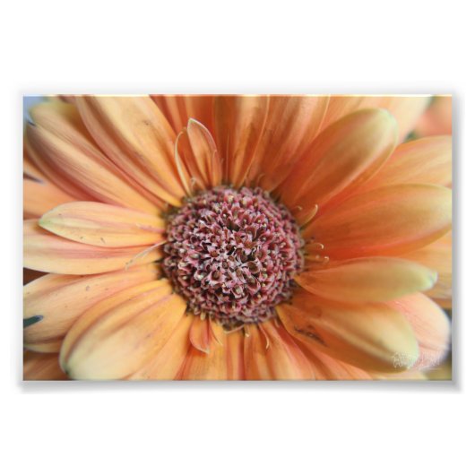 Oranje Sherbet Daisy Foto Afdruk (Voorkant)