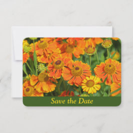 Oranje Sneezewort Bloemtuin Verrassing Verjaardag Save The Date