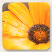 Oranje Spring Flash African Daisy Close Up Photo Bier Onderzetter (Voorkant)