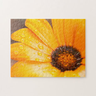 Oranje Spring Flash African Daisy Close Up Photo Legpuzzel