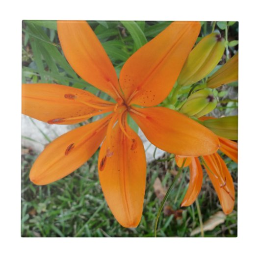 Oranje Starburst Lily Tegeltje (Voorkant)