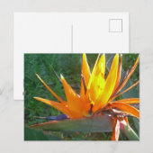 Oranje Strelitzia Flower DIY Briefkaart (Voorkant / Achterkant)