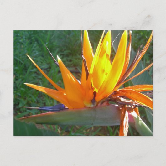 Oranje Strelitzia Flower DIY Briefkaart (Voorkant)