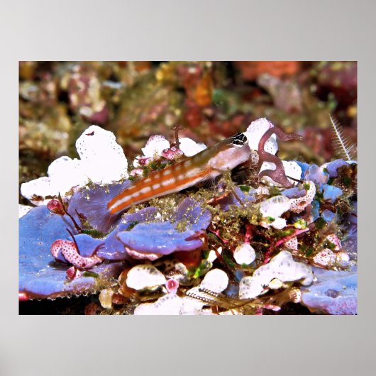 Oranje Striped Blenny Poster (Voorkant)