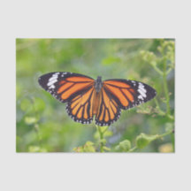  Oranje Striped Butterfly foto