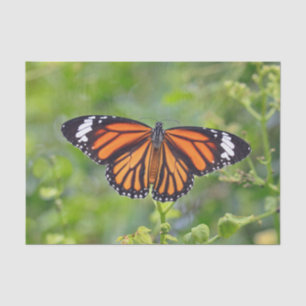 Oranje Striped Butterfly foto Tissuepapier