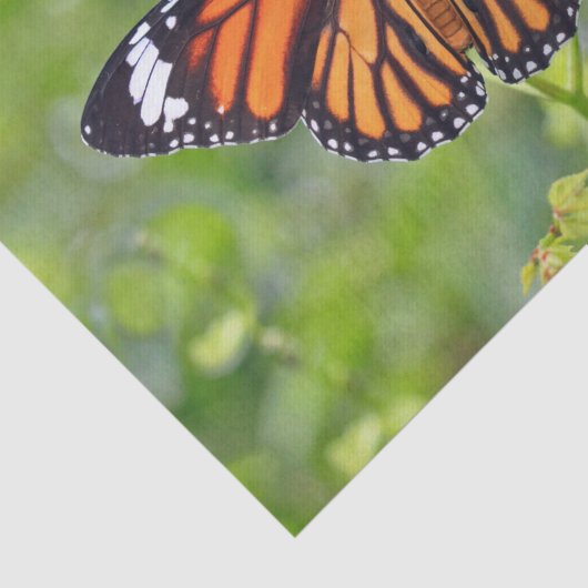  Oranje Striped Butterfly foto Tissuepapier (Detail)