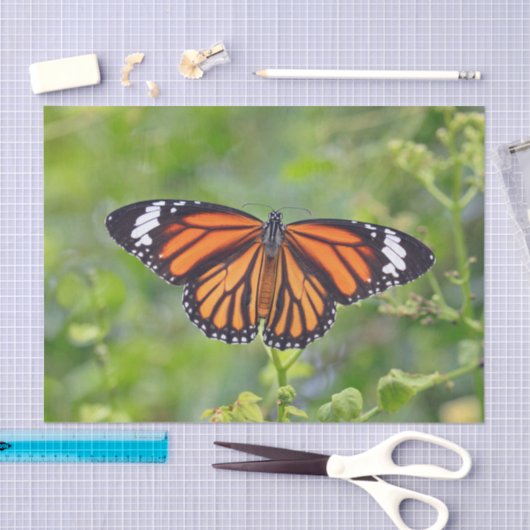  Oranje Striped Butterfly foto Tissuepapier (Craft)